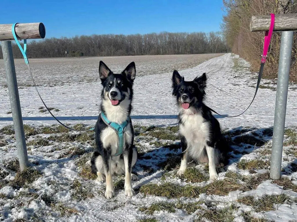 Mali und Nova mit Biothane Leinen kahufu