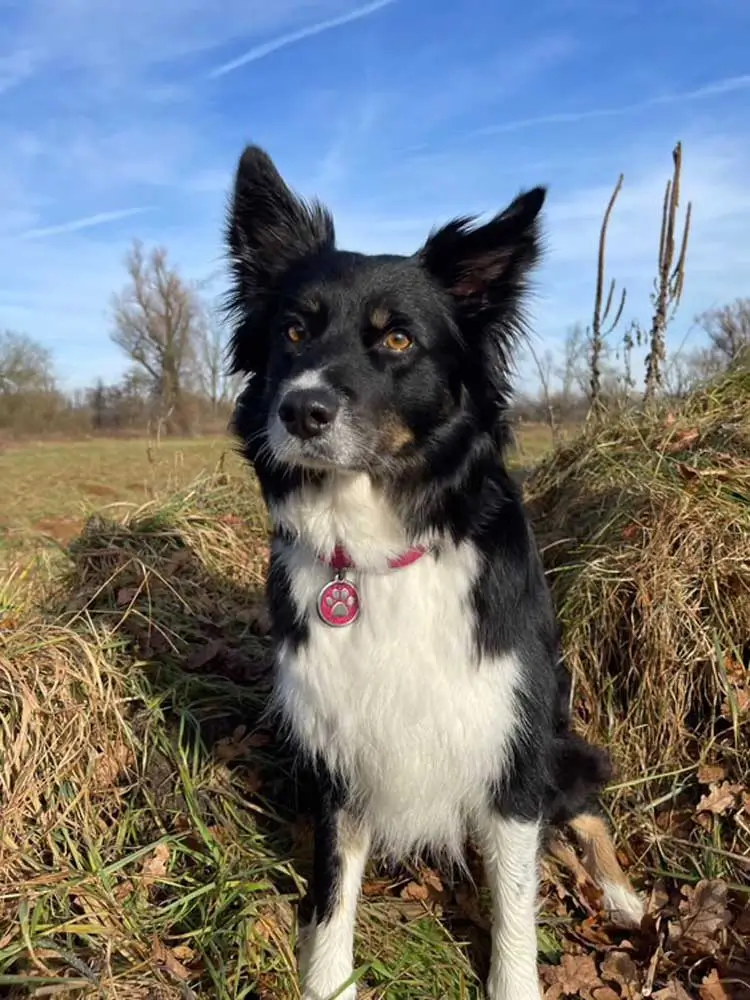 Mali-mit-Hundemarke