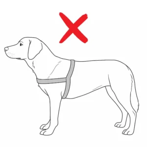 falsch-sitzendes-Hundegeschirr