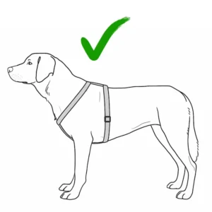 richtig-sitzendes-Hundegeschirr